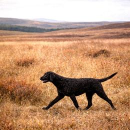 Petra - Curly-Coated Retriever