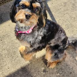 Izzy "Bizee" - Cavapoo