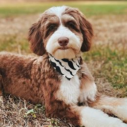 George - Assorted Doodle Crosses