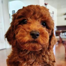 Bronco - Red  male Goldendoodle puppy in Bountiful, Utah from Red Brick Doodles