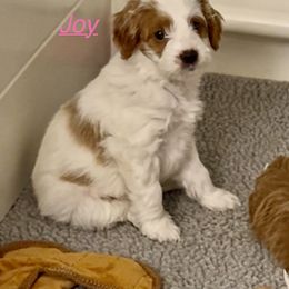 Goldendoodle Puppies from West Michigan Doodles and Poodles