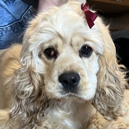 AnnaBelle - Buff Cocker Spaniel puppy in Idaho from Rocky's Cocker Spaniels
