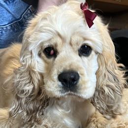 AnnaBelle - Buff Cocker Spaniel puppy in Idaho from Rocky's Cocker Spaniels