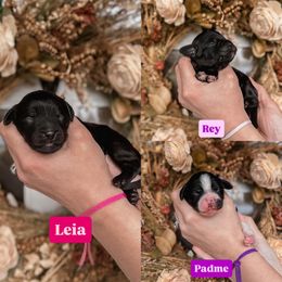 Spot 4 - Black female Goldendoodle puppy in Damascus, Oregon from Emma Doodles