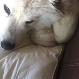 Samoyeds from Samoyeds of Paradise