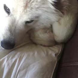 Samoyeds from Samoyeds of Paradise