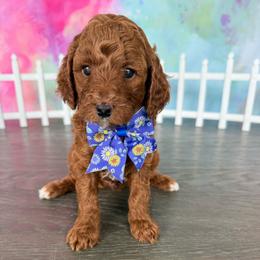 AKC-Copper - Red  male Poodle puppy in Cape Coral, Florida from Ruby the poodle