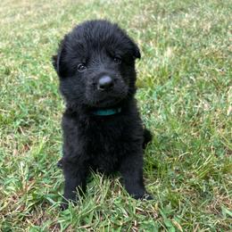 Blue Collar, Black Male - Black male German Shepherd puppy in Milan, Illinois from Stonewick German Shepherds