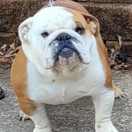 RUBEN - Bulldog