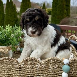 Elizabeth - Tri-color female Bernedoodle puppy in Bells, North Carolina from Neighborhood Poodles & Doodles