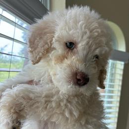 Mr. Cloud - Cream male Poodle puppy in Midlothian, Texas from Pristine Puppies & Signature Studs