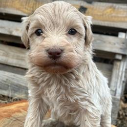 Rocky - Sable male Aussiedoodle puppy in Oklahoma City, Oklahoma from Foneb Farm - The F1B Farm