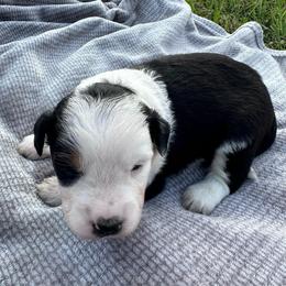 Girl 3 - Black tri-color female Aussiedoodle puppy in Reddick, Florida from Cooper’s Mini Doodles