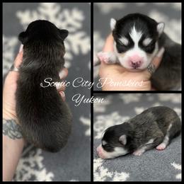 Yukon - Gray and white male Pomsky puppy in Rossville, Georgia from Scenic City Pomskies