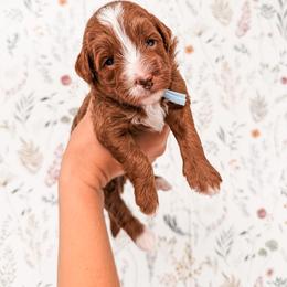 Abraham Lincoln - Red  male Goldendoodle puppy in Pleasant Grove, Utah from Destination Doodles