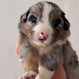 Zara - Blue merle female Australian Shepherd puppy in Polk City, Florida from Skaky Shepherds