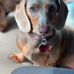 Jolene - Dachshund