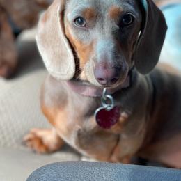 Jolene - Dachshund
