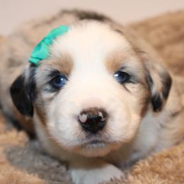 Amore - Blue merle male Australian Shepherd puppy in Plantersville, Texas from Jak Se Auss