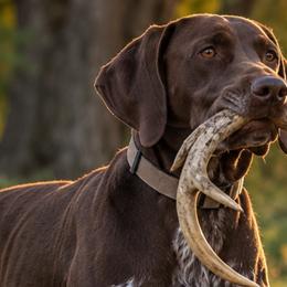 OAKLEY WAYNE WITHERS - German Shorthaired Pointer
