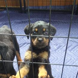 Rottweiler Puppies from Gregory Mulkey's Rottweilers