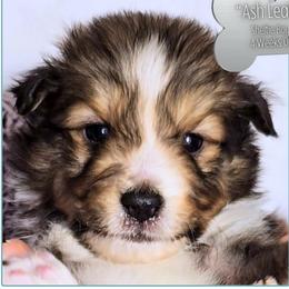 Ash Leaf - Sable and white male Shetland Sheepdog puppy in Elberton, Georgia from Ioney's Southern Paws Shelties, Frenchies, and Yorkies