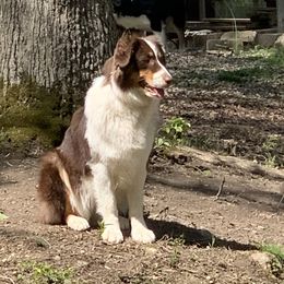 Australian Shepherd Puppies from Triple S Aussies