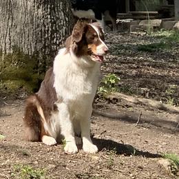 Australian Shepherd Puppies from Triple S Aussies