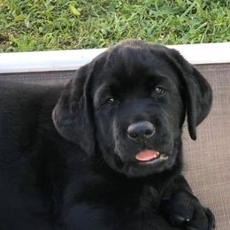 Labrador Retrievers from Paradigm Labradors