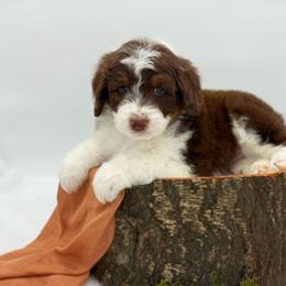 Girl 3 - Red tri-color female Aussiedoodle puppy in Manteca, California from Silva Ranch Doodles