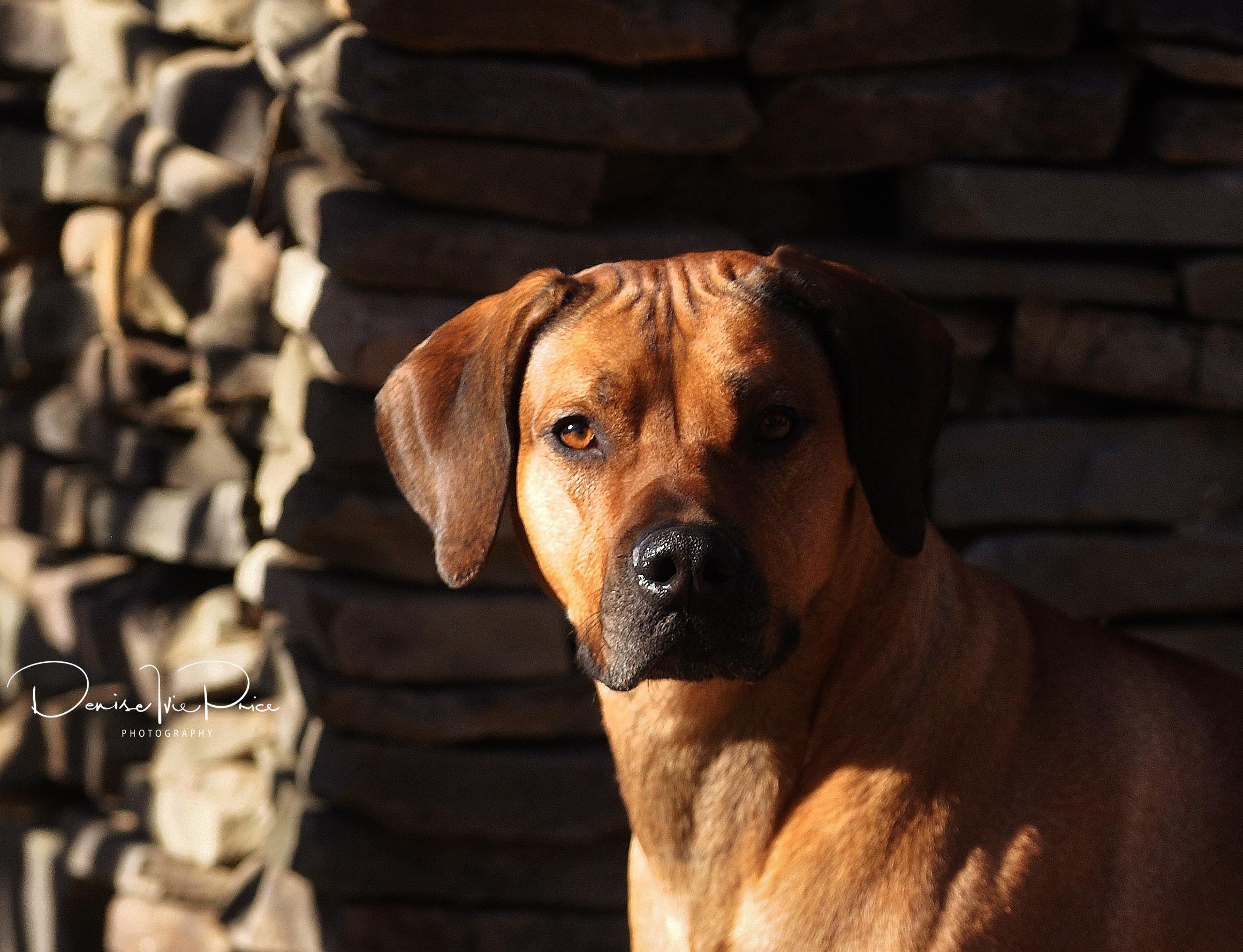 Rokishoals Rhodesian Ridgeback RokiShoals Rhodesian Ridgebacks in Georgia | Rhodesian Ridgeback ...