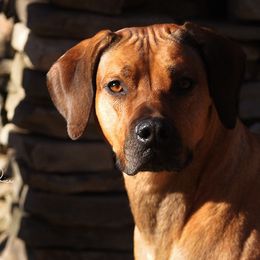 Rhodesian Ridgebacks from RokiShoals Rhodesian Ridgebacks