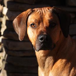 Rhodesian Ridgebacks from RokiShoals Rhodesian Ridgebacks