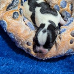 Hamilton - Black and white male Chihuahua puppy in Pocatello, Idaho from The Fifth Element Kennel