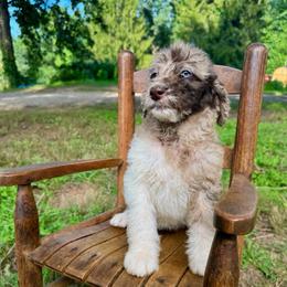 Peaches - Merle female Labradoodle puppy in Candler, North Carolina from Maple Bakin’ Doodles