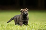 German Shepherd puppy stands in the grass