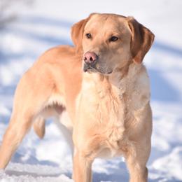 Maverick  - Labrador Retriever