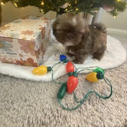 Chestnut - Chocolate male Shih Tzu puppy in Riverside, California from AKC Shih Tzu of California