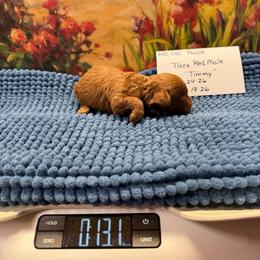 Timmy - Red  male Poodle puppy in Lawrenceburg, Tennessee from LUV Poodles and Maltipoos