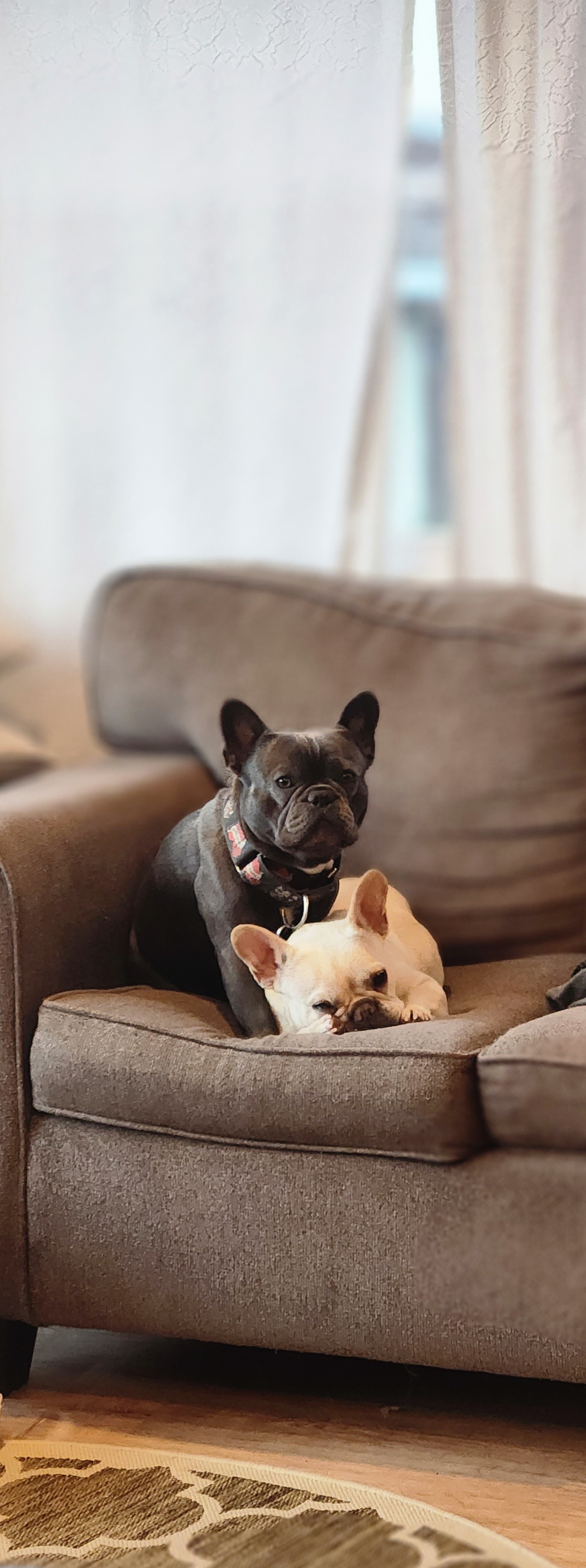 French Bulldog puppies from The French Tribe