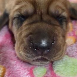 5 Pink collar - Brown and white female Basset Hound puppy in Moore, Oklahoma from Boomer Basset Hound Babies