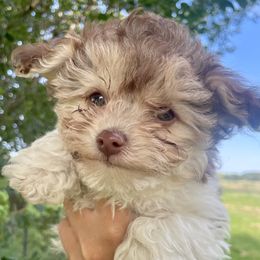 Kiki - Chocolate female Havanese puppy in Stoughton, Wisconsin from Happy Acres Havanese and Mini Sheepadoodles