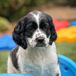 Krypto - Black and white male English Springer Spaniel puppy in Tupalo, Mississippi from Butterfield Trail Farm