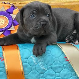 Miracle City Teal - Gray female Cane Corso puppy in Conroe, Texas from Miracle City