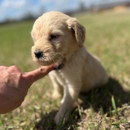 Ladybug - Cream female Goldendoodle puppy in Ambrose, Georgia from Brandilyn's Aussies