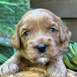 Red Collar - Red male Australian Labradoodle puppy in Mount Gilead, North Carolina from Tillery Labradoodles