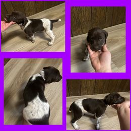 Purple Girl - German Shorthaired Pointer puppy in Export, Pennsylvania from Pisone Pointer's