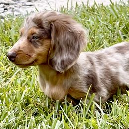 Dachshund Puppies from TLC Mini Dachshunds