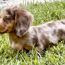 Dachshund Puppies from TLC Mini Dachshunds