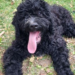 Millennium aka Millie - Black and white Bernedoodle puppy in Winchester, Indiana from Mystic River Poodles and Doodles
